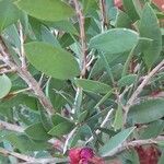 Callistemon citrinus Leaf