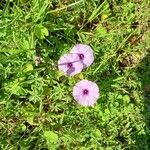 Ipomoea cairica花