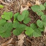 Ipomoea cordatotriloba Leaf