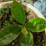 Anacardium occidentale List