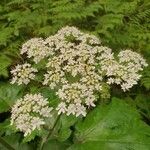 Heracleum maximumFloro