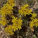 Sedum lanceolatum Habit