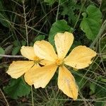 Cogniauxia podolaena Lorea