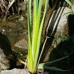 Carex rostrata पत्ता