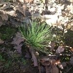 Festuca filiformis Hoja