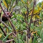 Protea canaliculata Habit