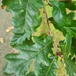 Quercus petraea Листо