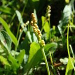 Botrychium simplex Fruit