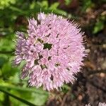 Allium senescens Flower