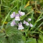 Linaria repensFlower