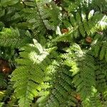Polystichum polyblepharum Hábito