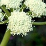 Seseli rigidum Flor