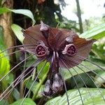 Tacca chantrieri Flower