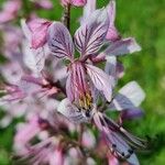 Dictamnus albus Kwiat