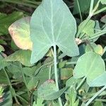 Rumex scutatus Hoja