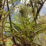 Tillandsia utriculata Лист