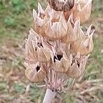 Allium siculum Fruit