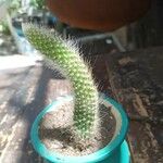 Cleistocactus winteri Leaf