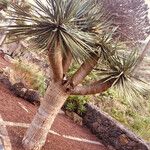 Dracaena draco Blad