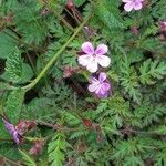 Geranium robertianumFlower