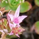 Phedimus spurius Flower