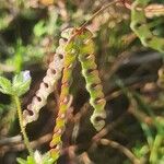 Hippocrepis ciliata Ffrwyth