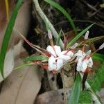 Freycinetia graminifolia Bloem