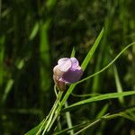 Lathyrus palustris 花