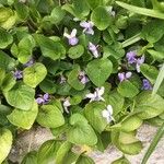 Viola odorata Fleur