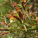 Ludwigia hyssopifolia Fiore