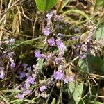 Limonium vulgareFlower