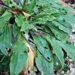 Silene dichotoma Blatt