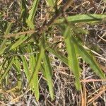 Maerua endlichii Leaf