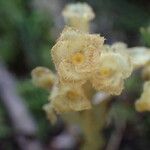 Monotropa hypopitys Flor