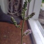 Tetradenia riparia Flower