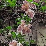 Clematis cirrhosaFlor