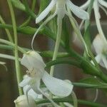 Habenaria procera Flor