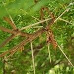 Acacia cardiophylla പുറംതൊലി
