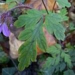 Geranium robertianum Ліст