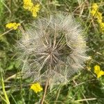 Tragopogon pratensis Fruit