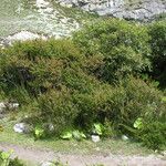 Berberis everestiana Habit