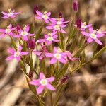 Centaurium tenuiflorum Çiçek