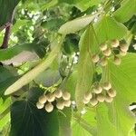 Tilia americana Fruit