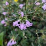 Galeopsis ladanum Fiore