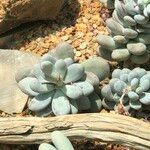 Pachyphytum oviferum Habitus