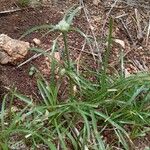 Cyperus niveus പുഷ്പം