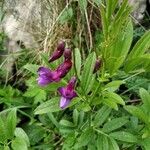 Lathyrus vivantii Fleur