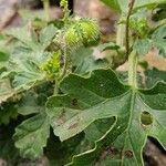 Hibiscus trionum Fruit