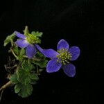 Anemonastrum obtusilobum موطن