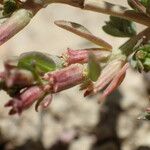 Lythrum hyssopifolia Fruto